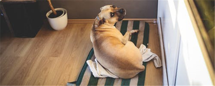 狗狗能不能做SPA 给狗狗做SPA有什么好处