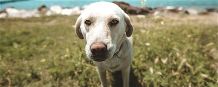 狗狗双排牙是为什么 狗狗双排牙有什么危害