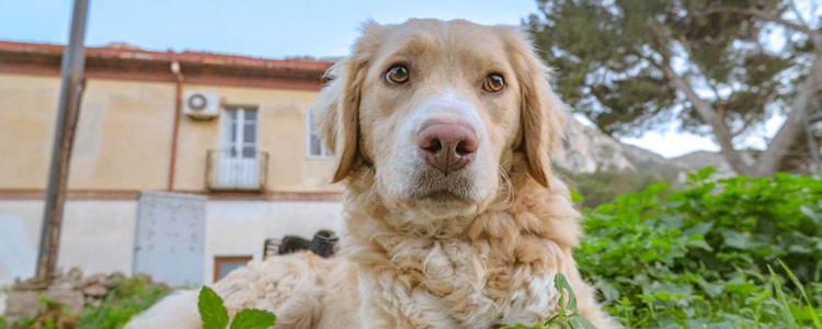 狗得耳螨传染人吗 狗的螨虫传染人会怎么样