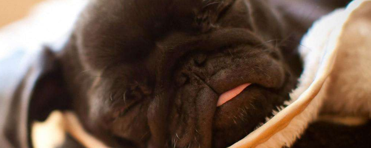 喂养狗狗的注意事项 给狗狗喂狗粮应注意这三点