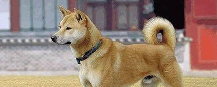 狗狗耳部清理四大注意事项 如何科学的进行耳朵清洁