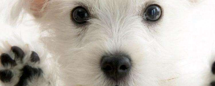 狗喂狗粮有什么好处 宠物专家分析喂狗粮的好处