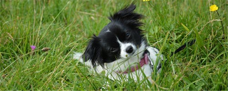 狗狗生病看哪里 教你如何判断狗狗是否生病