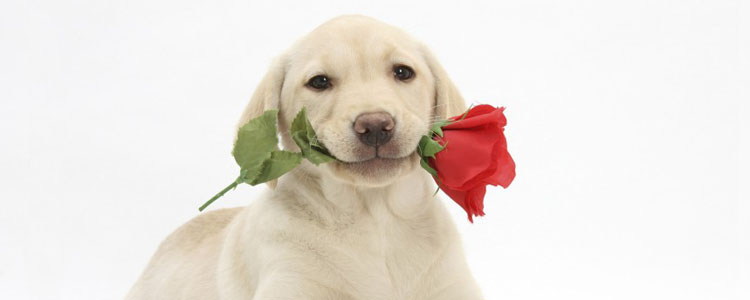 苏格兰牧羊犬冬季做什么运动最好