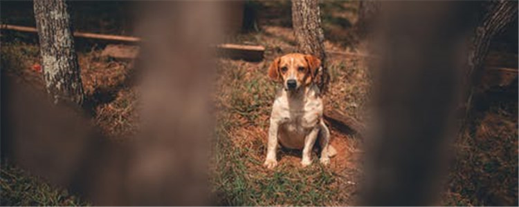 如何判断狗狗生病了没 看这五个部位就知道了