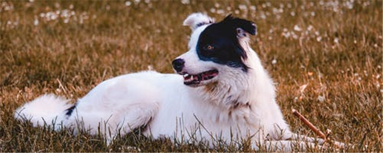 狗狗驱虫后的三种反应 你家的狗狗出现了哪种反应