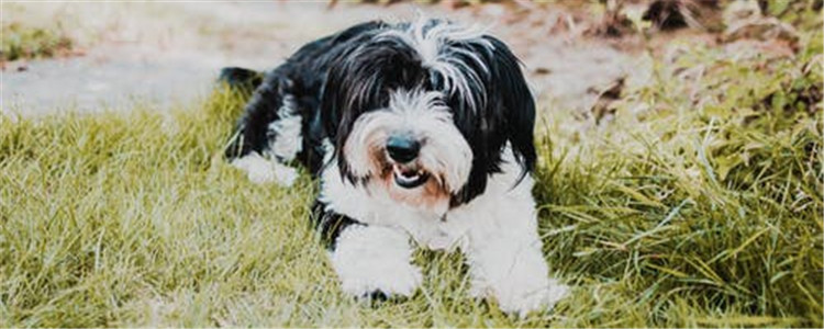 狗狗驱虫后的两种不良反应 什么狗狗不适合进行驱虫