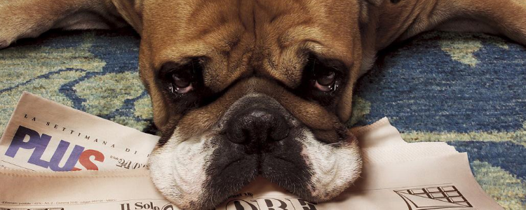 散装狗粮好还是袋装好 两者有何区别