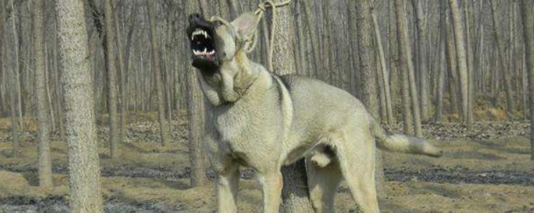 狼青犬优点 你会爱上它的