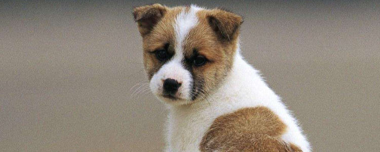 贵族狗粮好吗 贵族狗粮是进口的吗？