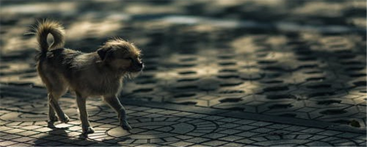 狗狗毛发怎么护理 定期给狗狗梳毛很重要