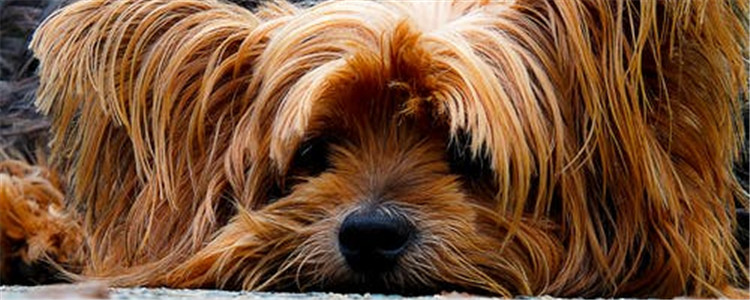 怎么给狗狗洗澡 给狗狗洗澡只需五个步骤