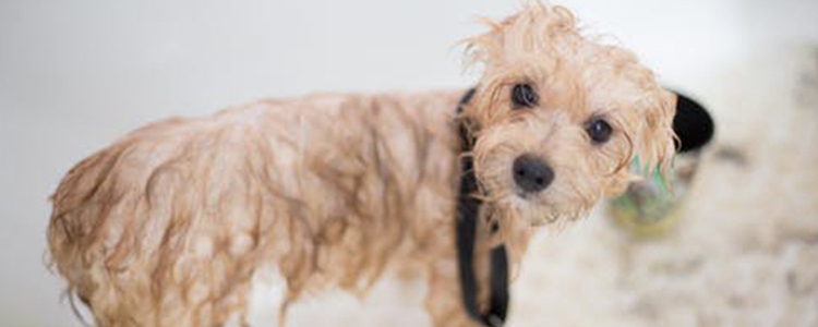 怎么训练蝴蝶犬 蝴蝶犬基础训练教程大全