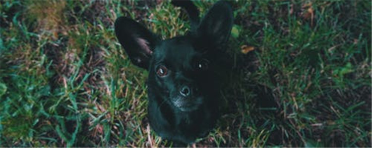 狗狗牙齿怎么护理 狗狗牙齿护理贵在坚持