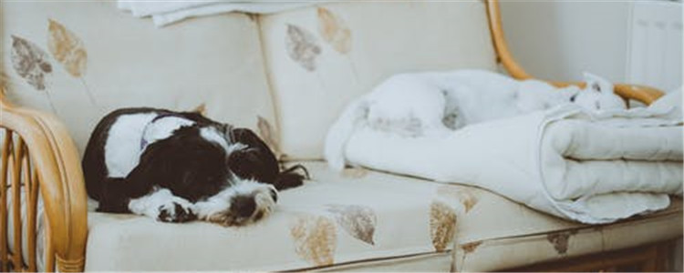 狗狗气味来源于哪 给狗狗洗澡还能干洗你知道吗