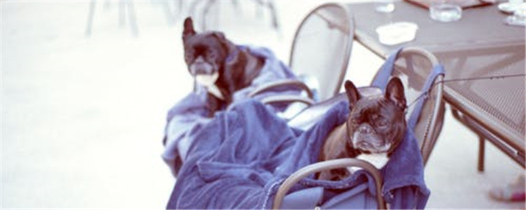 可以跟狗狗亲嘴吗 和狗狗亲嘴会生病吗