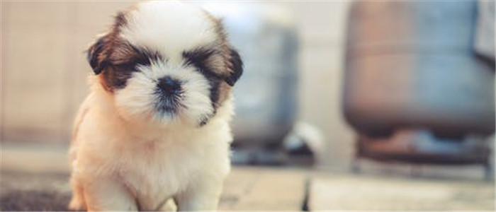 狗指甲长了会怎么样 给狗剪指甲要注意什么