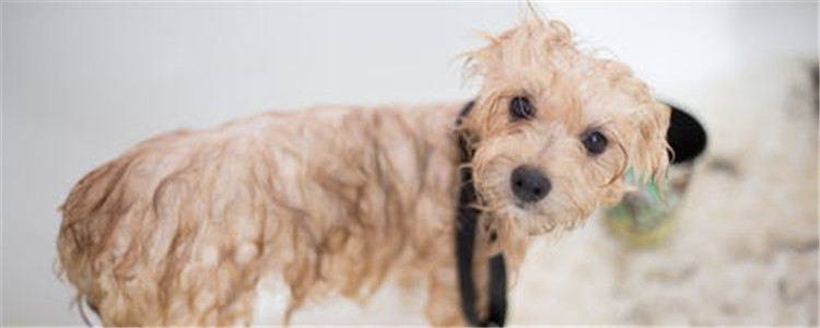 狗狗为什么会掉毛 狗狗掉毛的原因有哪些