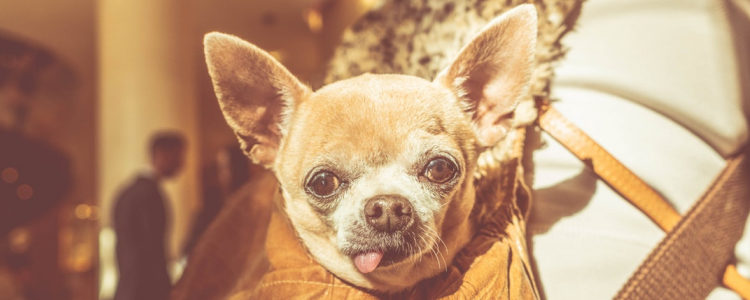 狗狗的行为问题 快看你家狗狗的行为上榜了吗