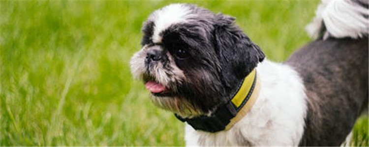 狗狗掉毛是什么原因 狗狗掉毛的七大原因你知道几个