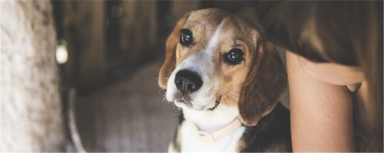 给狗狗洗牙要打麻药吗 狗狗打麻药有风险吗