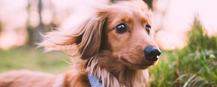 生骨肉喂养法 教你如何给狗狗调理肠胃