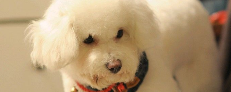 训练狗狗不咬人 狗狗咬人 劳民伤财