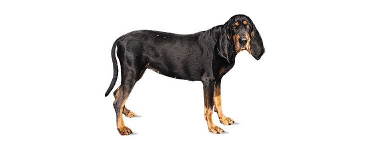 怎么挑选黑褐色猎浣熊犬的狗粮 你知道吗