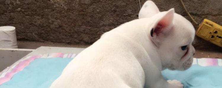 法斗幼犬喂养指南 让狗狗健康长大