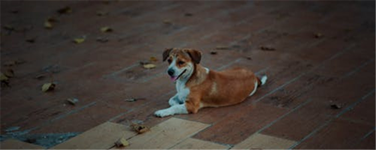 狗狗生病有什么表现 如何看出狗狗生病了没