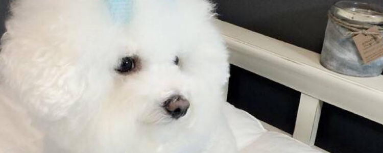 饲养比熊犬的注意事项 这些你要注意了