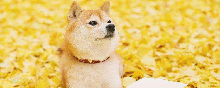 训练狗狗技巧大全 你家狗也可以很聪明