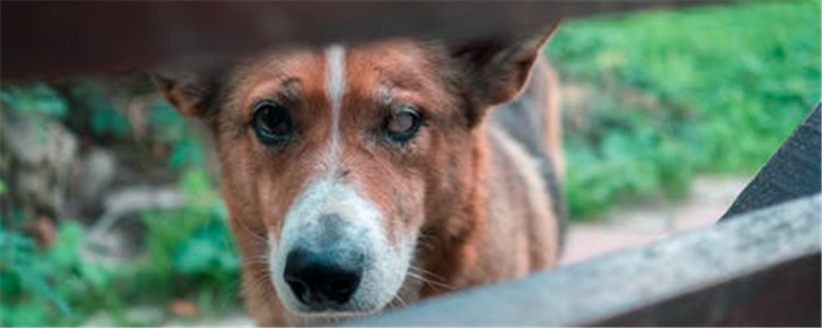 狗狗生病了有什么反应 这四种反应代表狗狗生病了