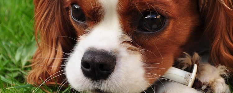 狗狗饲养指南 饮食对宠物狗牙齿三大影响
