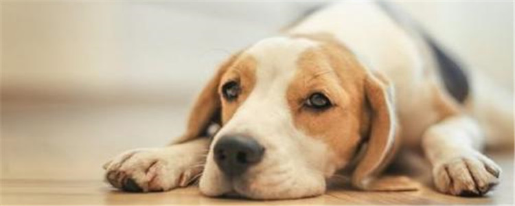 怎么解决狗狗尿失禁 狗狗尿失禁什么原因