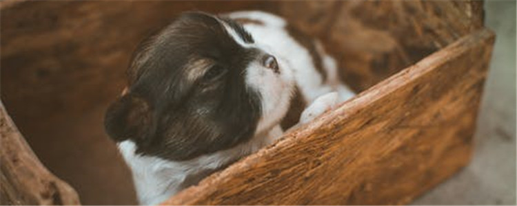 狗狗磨牙是怎么回事 狗狗为什么会磨牙