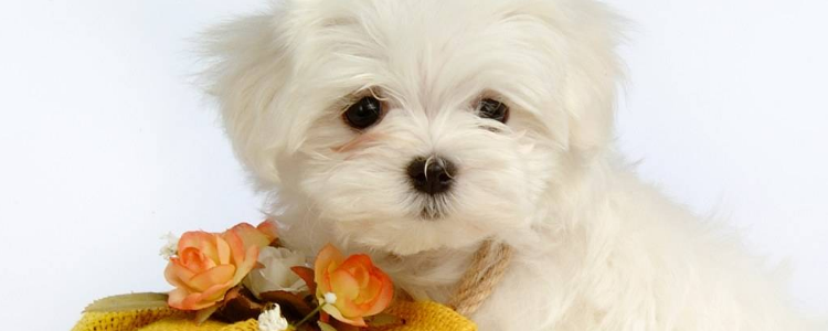 狗粮含有哪些成分 你知道吗