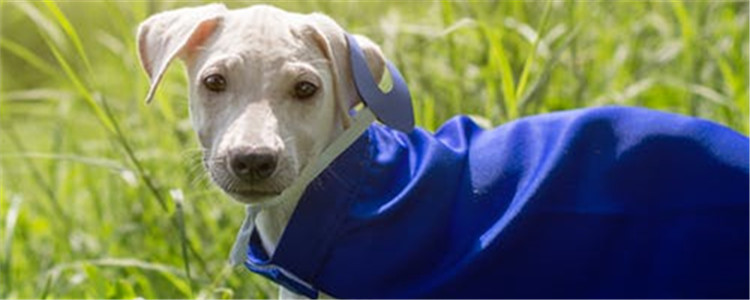 狗发情怎么办 狗狗发情可以采取什么措施