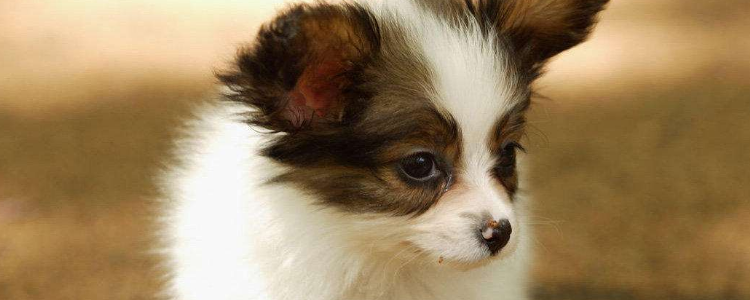 没有狗粮的情况下喂狗吃什么 家有6美食可与狗狗分享