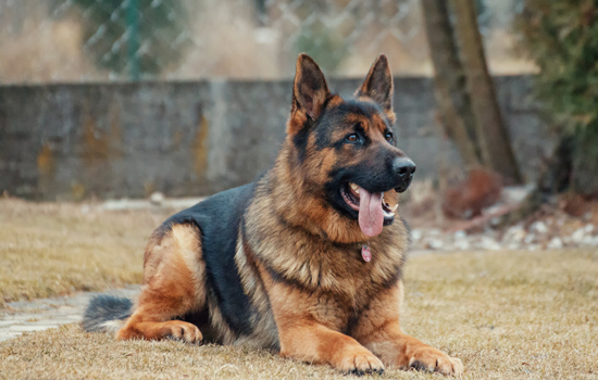 德牧犬的訓練方法 德國牧羊犬的防衛訓練