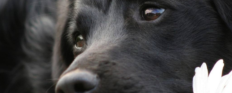 狗粮怎么选择 精明消费者选购狗粮四步走