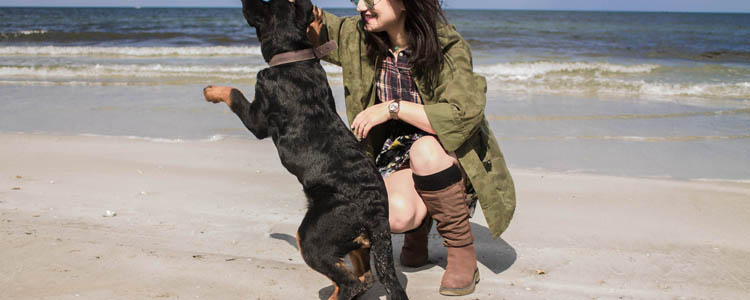 怎么训练狗狗坐卧 狗狗基本姿态训练