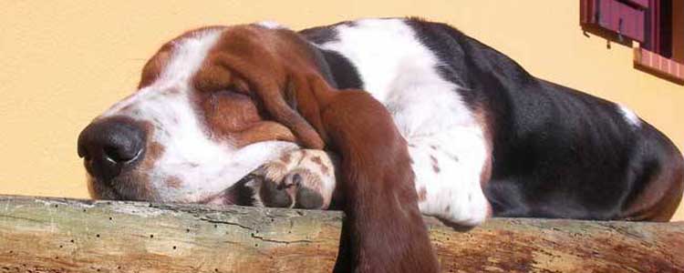 巴吉度犬训练 巴吉度犬怎么饲养