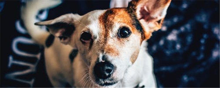 如何判断狗狗是否健康 五招教你如何判断