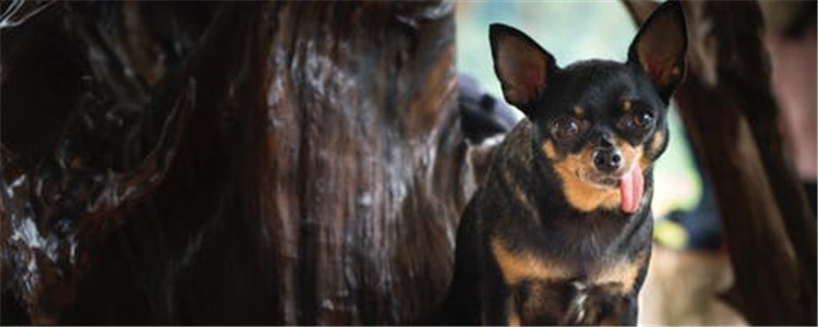 如何辨别狗狗是否健康 可以看狗狗这五个地方