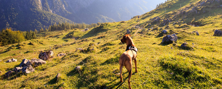 大丹犬怎么养好 特殊期护理手册
