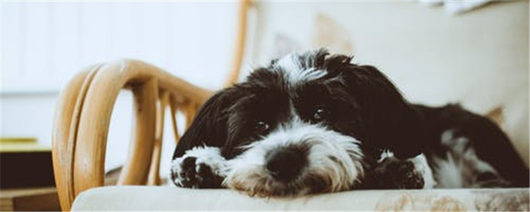 狗狗生病需要护理吗 护理狗狗主人需要具备什么