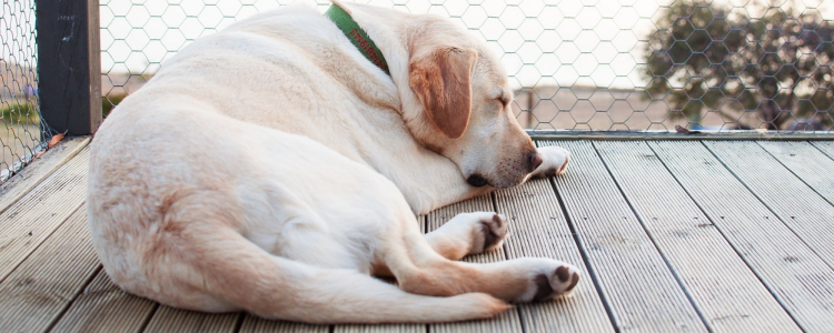 狗狗肥胖的原因分析 快看你家狗狗有没有中招