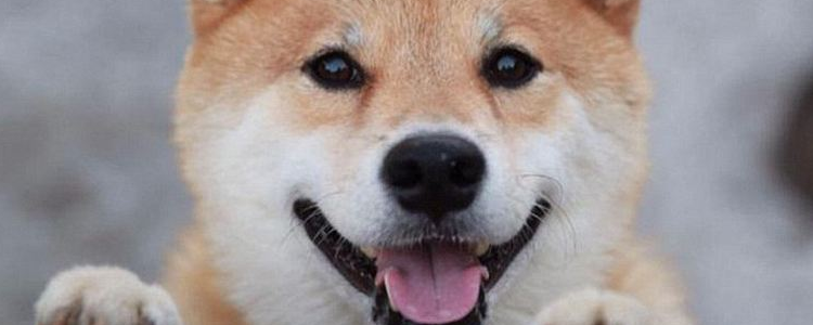 选狗粮要注意什么 做优质宠物主人从选粮开始