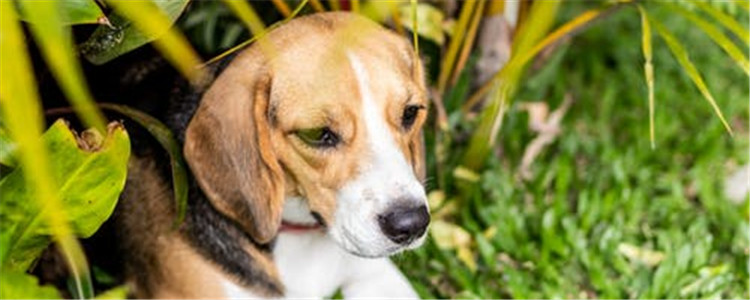 狗狗呕吐是怎么了 观察狗狗呕吐物很重要